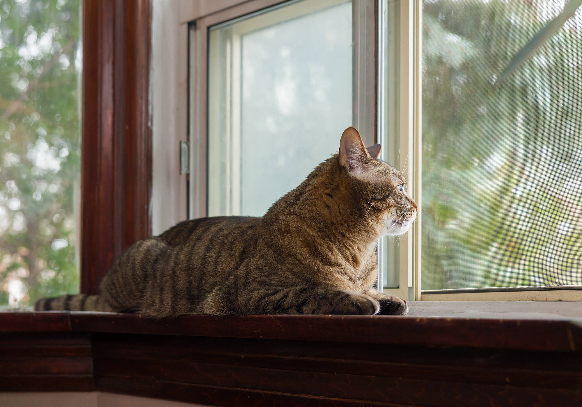 tabby cat photographed in century home in Toronto by Posh Pets Photography