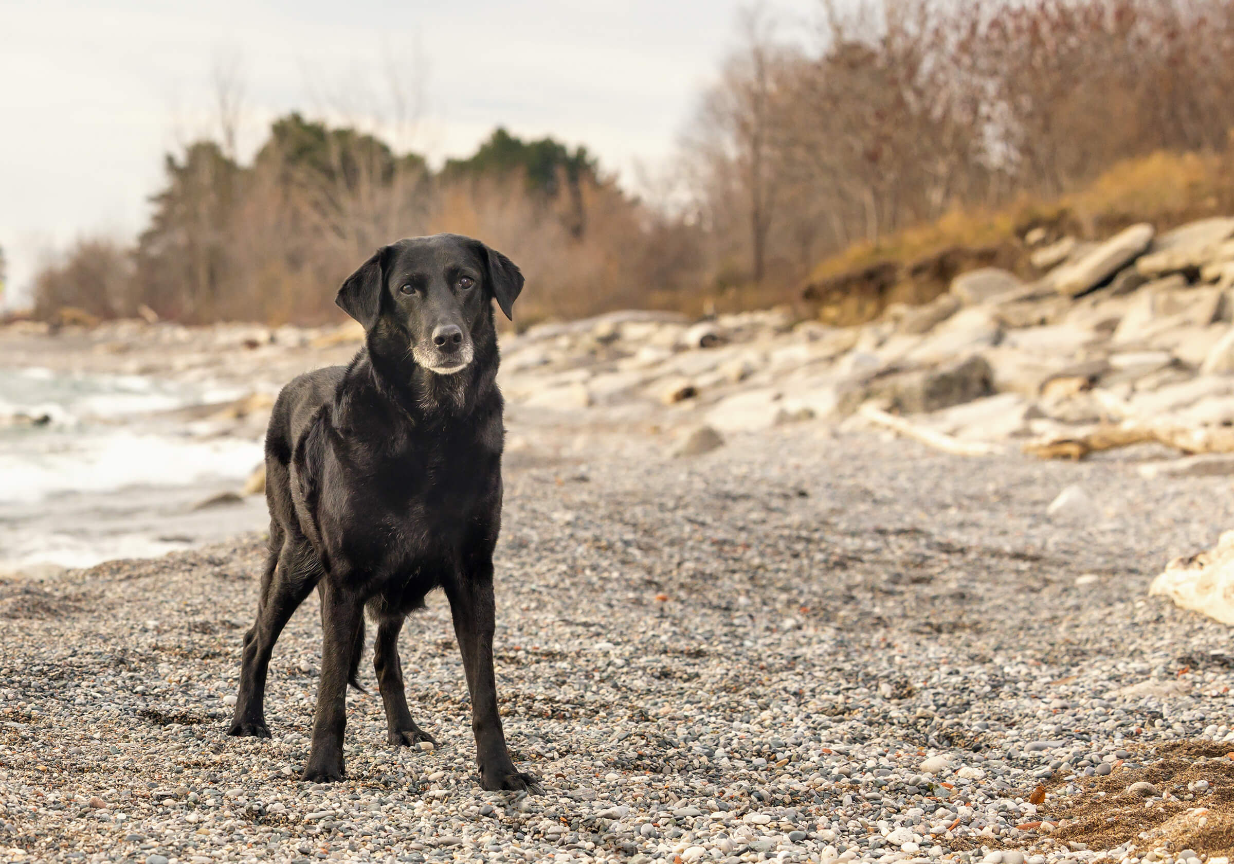 black lab dog portrait on beach in Toronto