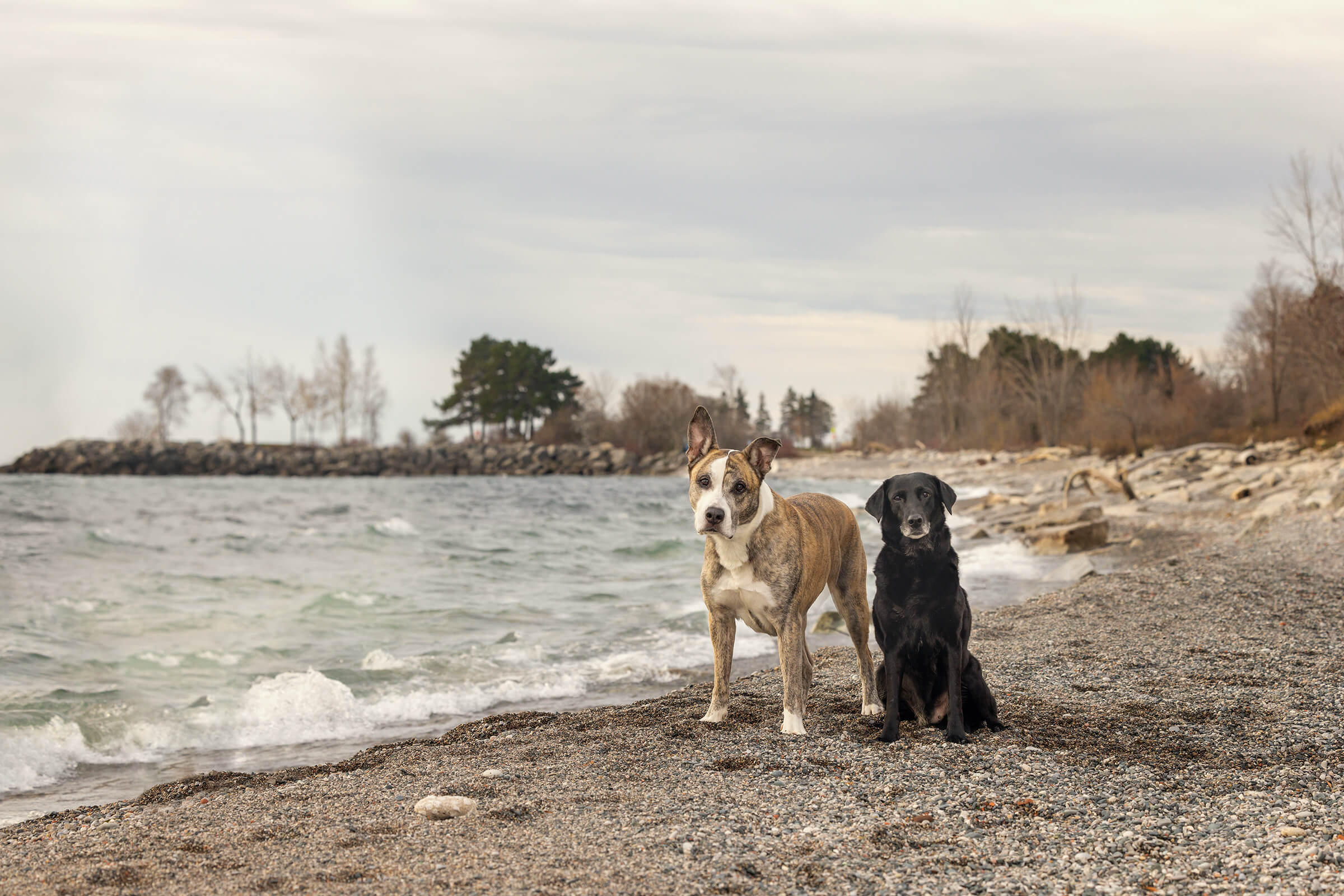 2 dogs on the beach