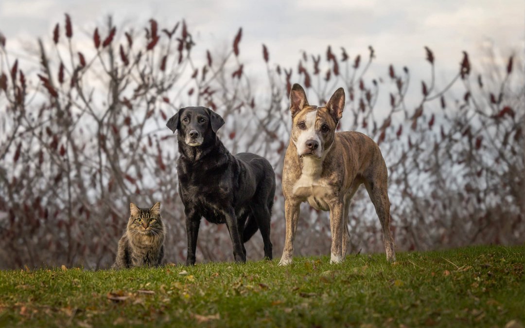 Two Dogs and a Cat | Starling, Duke and Kitt