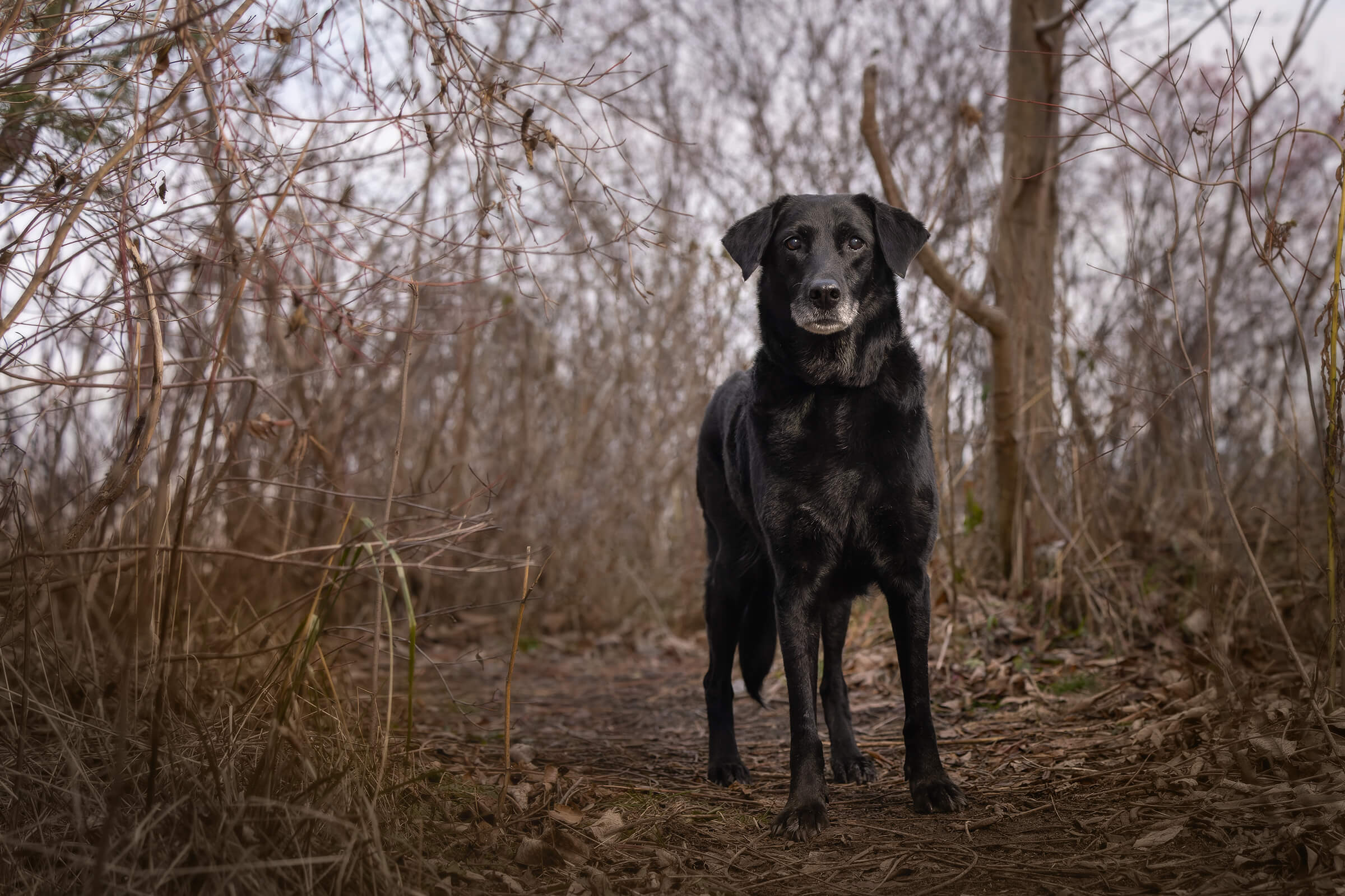 black lab photographed in early winter forest