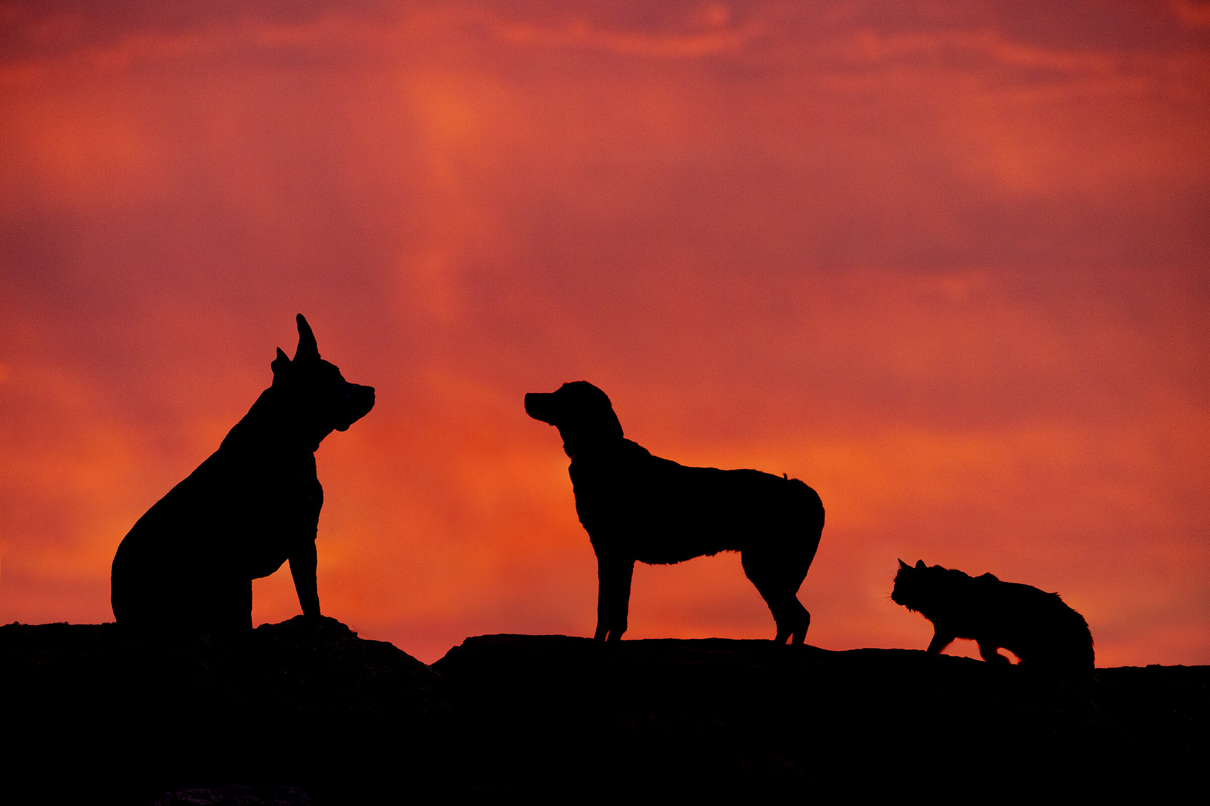 2 dogs and 1 cat in silhouette at sunrise in Toronto