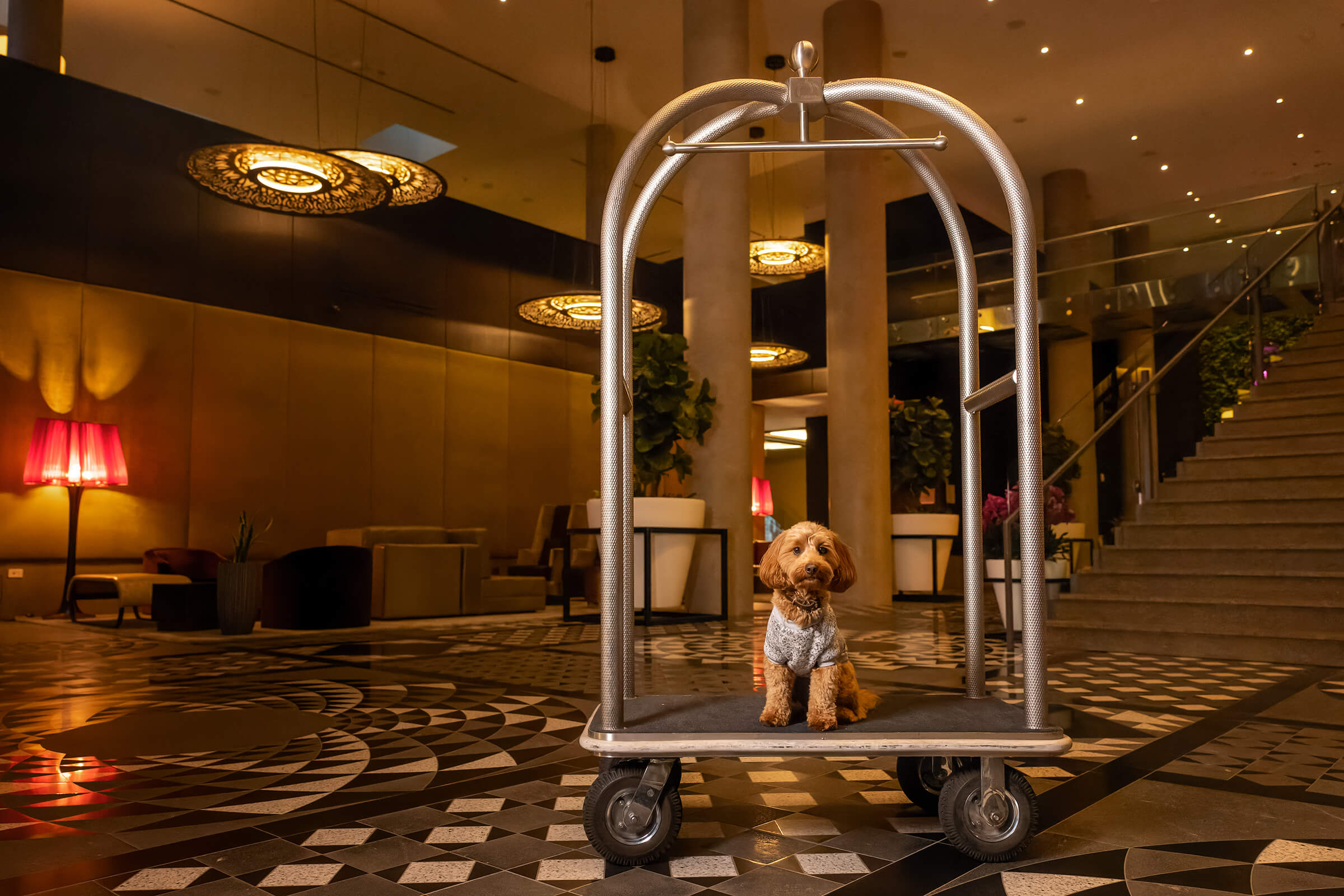 cavapoo posing on luggage cart in Hotel X Toronto lobby