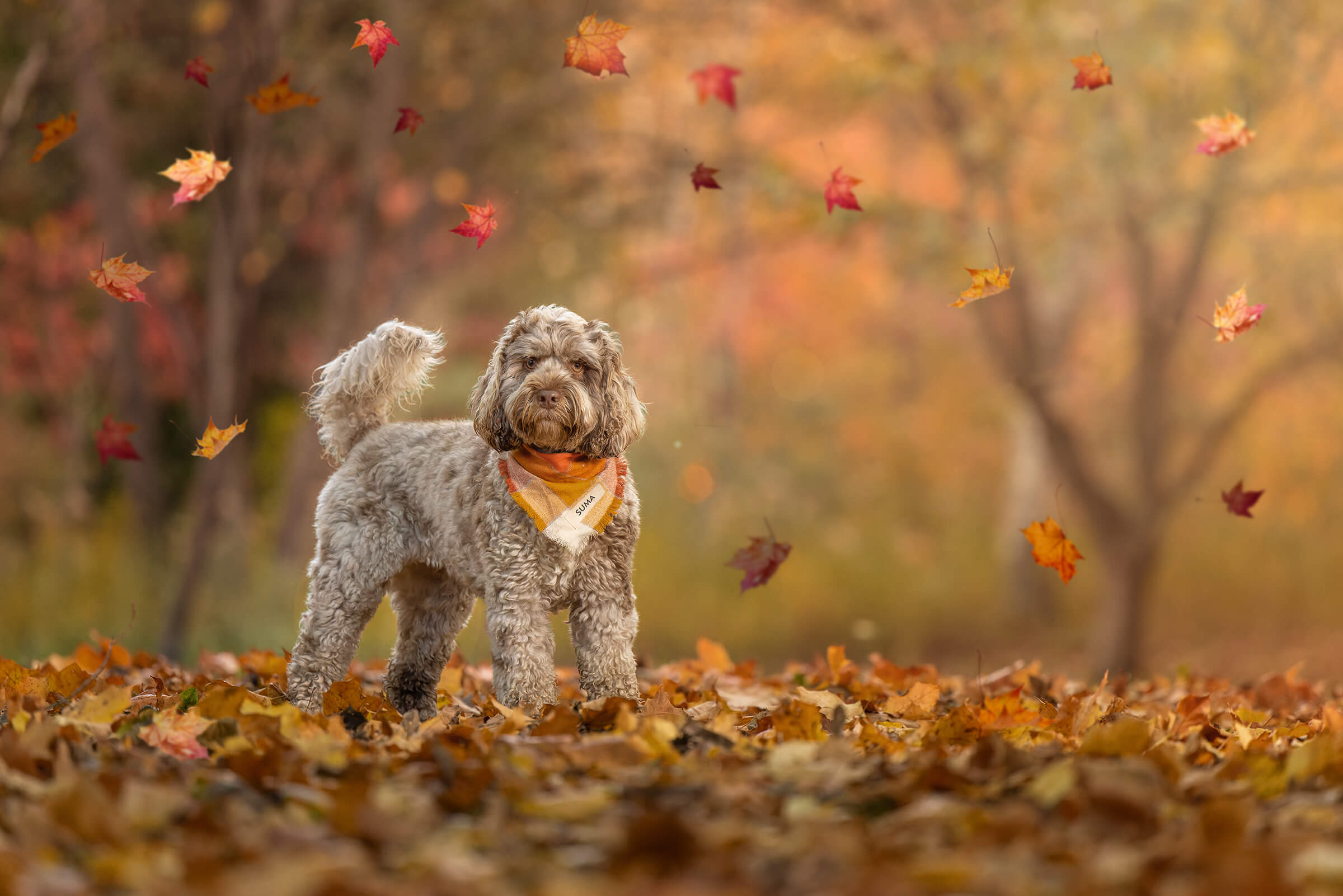 Doodle dog in the fall leaves at University of Guelph Arboretum.