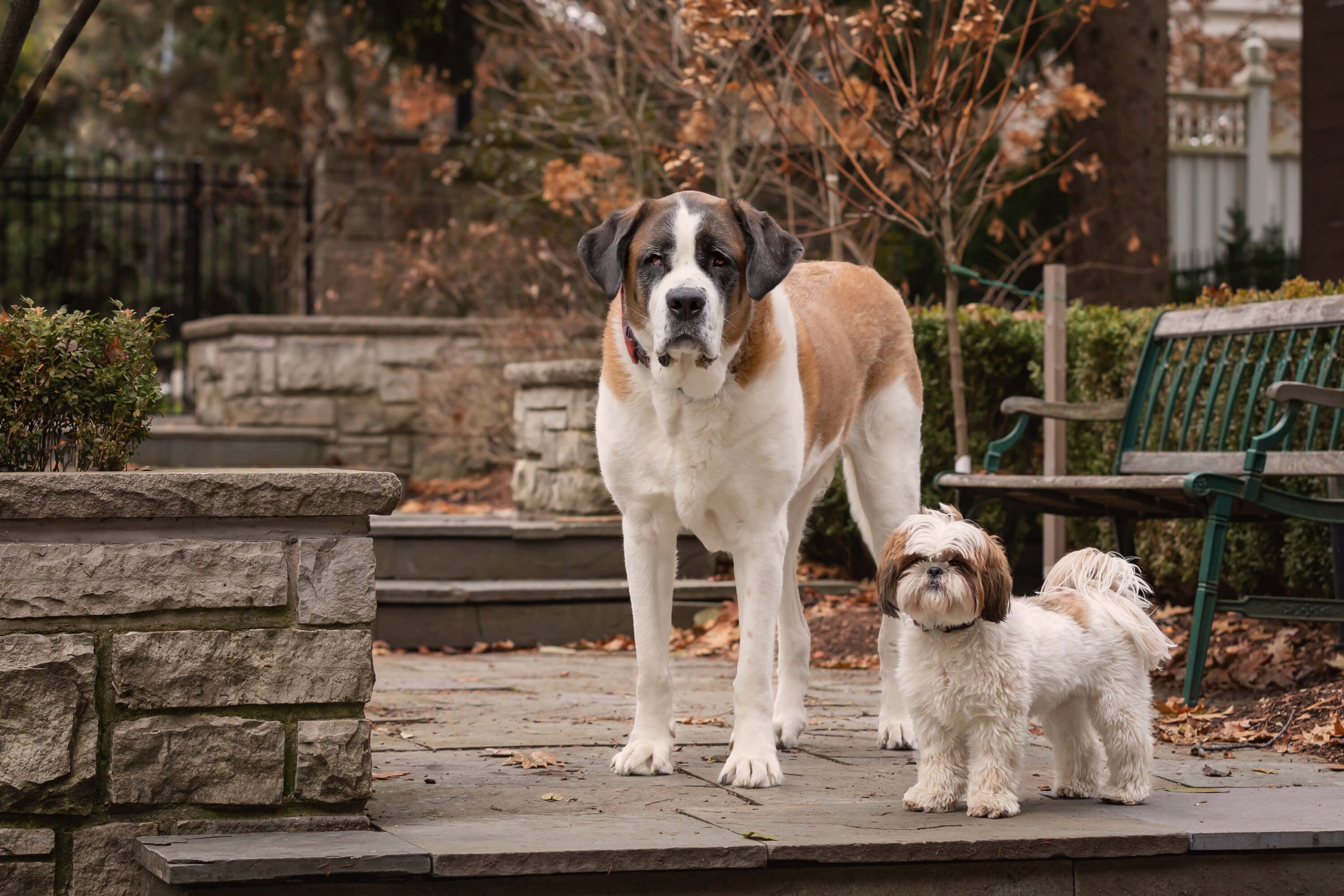 saint bernard and shih tzue in Tails of the World Toronto