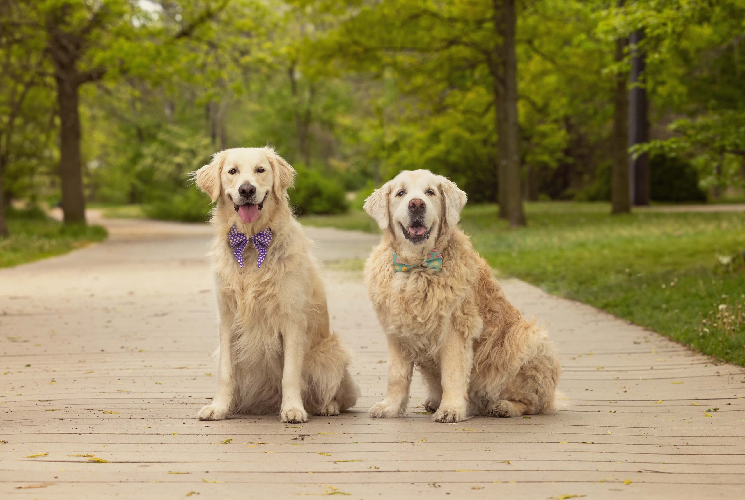two golden retrievers in Tails of the World Toronto