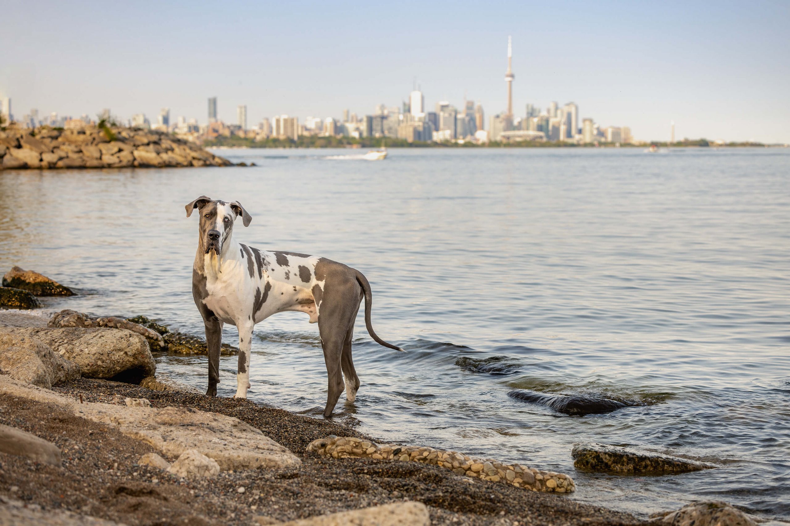 harlequin dane in Tails of the World Toronto