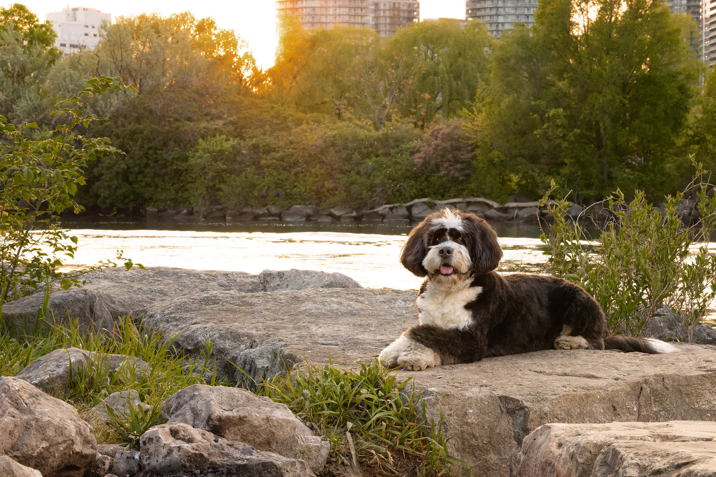 bernedoodle in Tails of the World Toronto