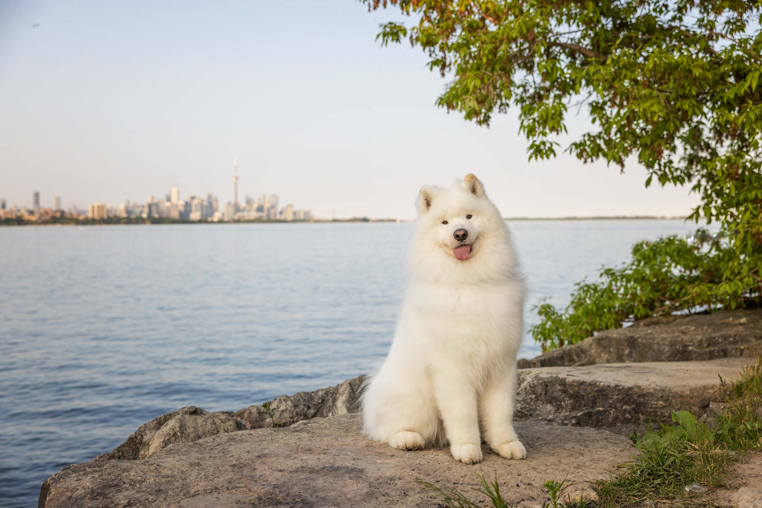 Samoyed in tails of the world Toronto