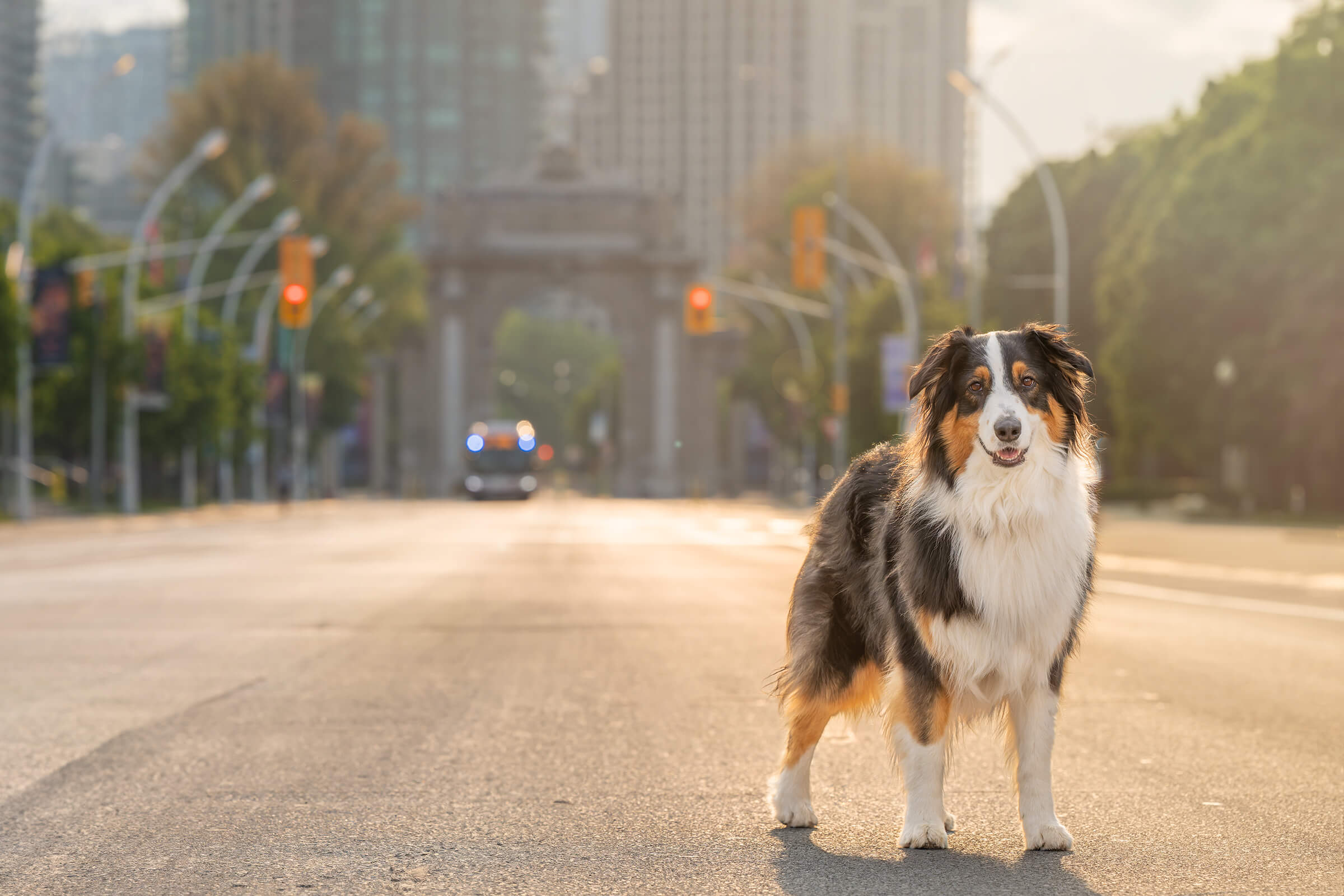 australian shepherd photographed at Prince's Gates, Exhibition Place, Toronto