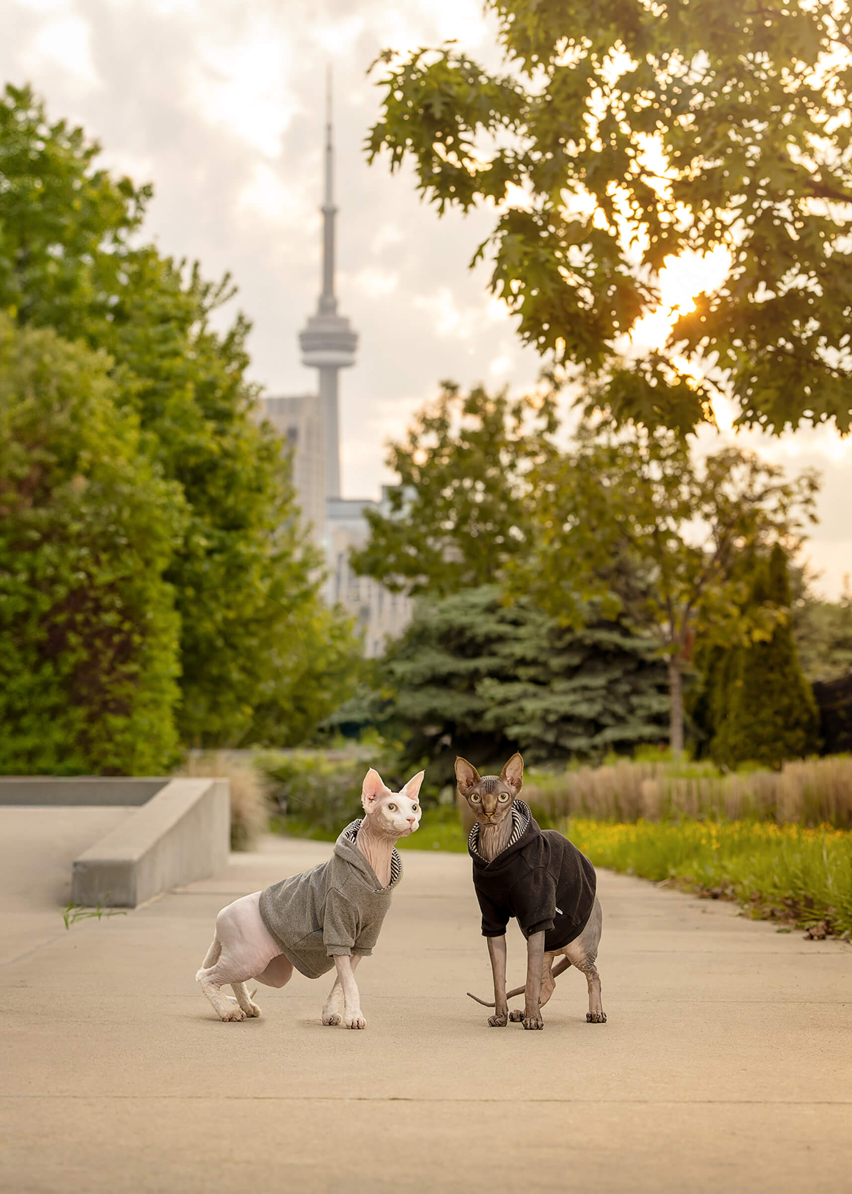 Two hairless cats pose in front of the CN Tower in Toronto, Canada.