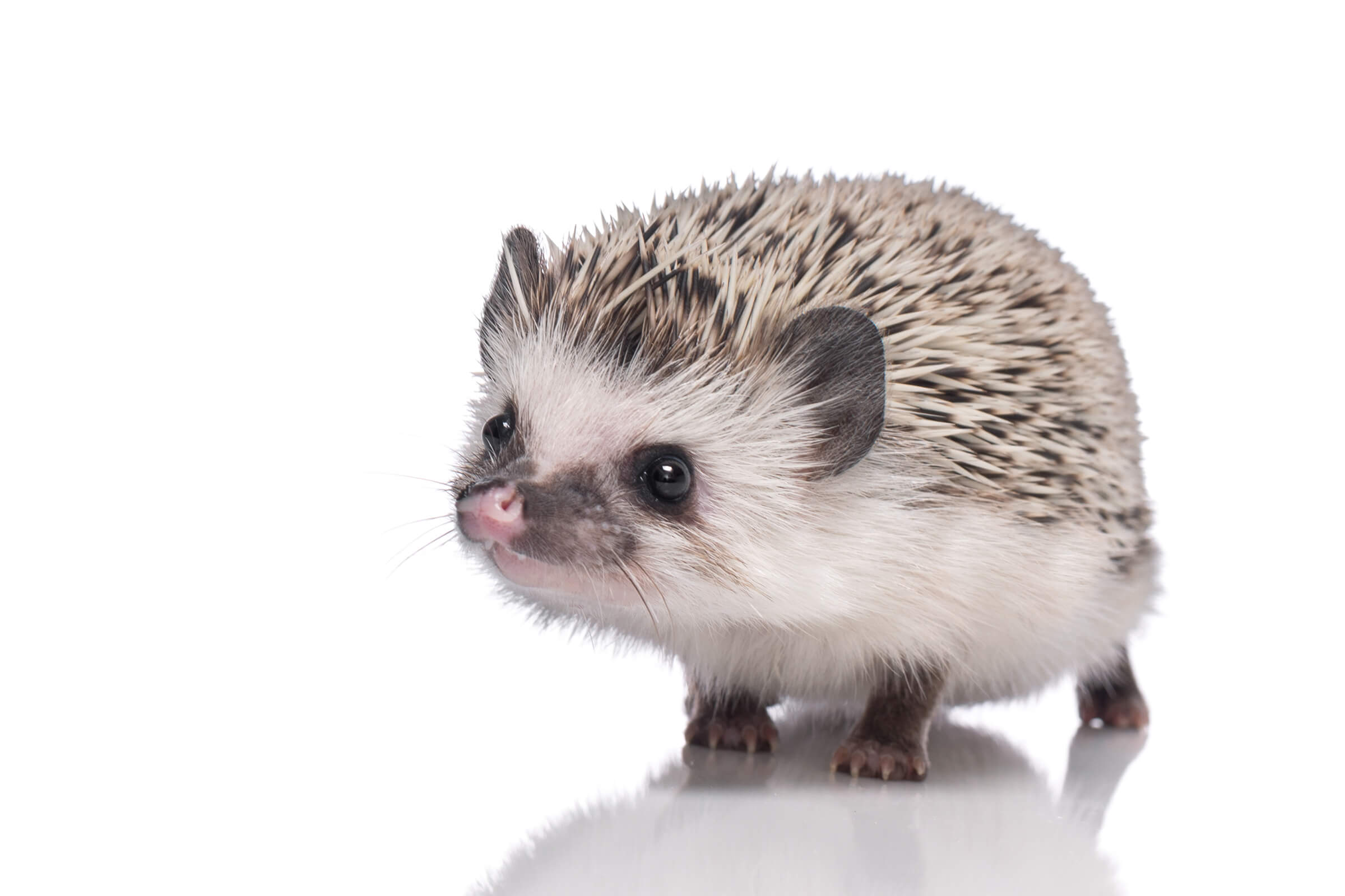 Toronto pet photography for hedgehogs, rabbits and guinea pigs.