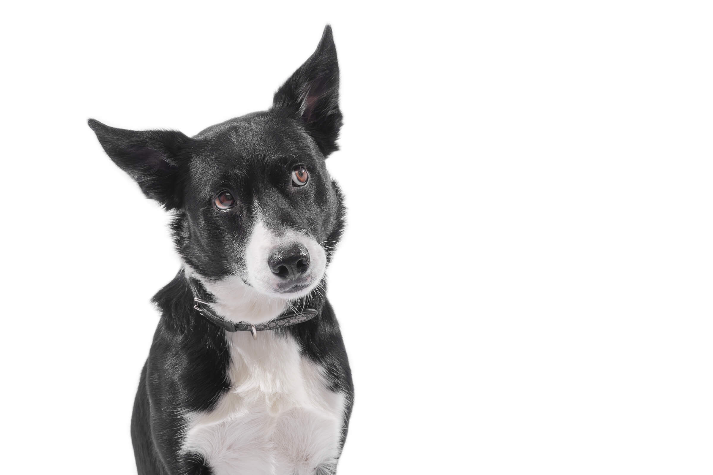 Pet photography mini sessions in studio for Toronto pets