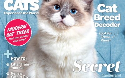 WE MADE THE COVER! | Modern Cat Magazine + Posh Pets® Photography