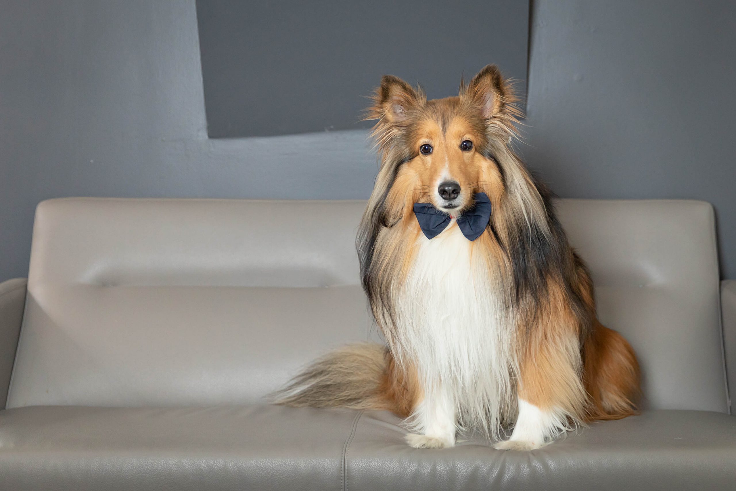 collie photographed at downtown Toronto office as part of team building