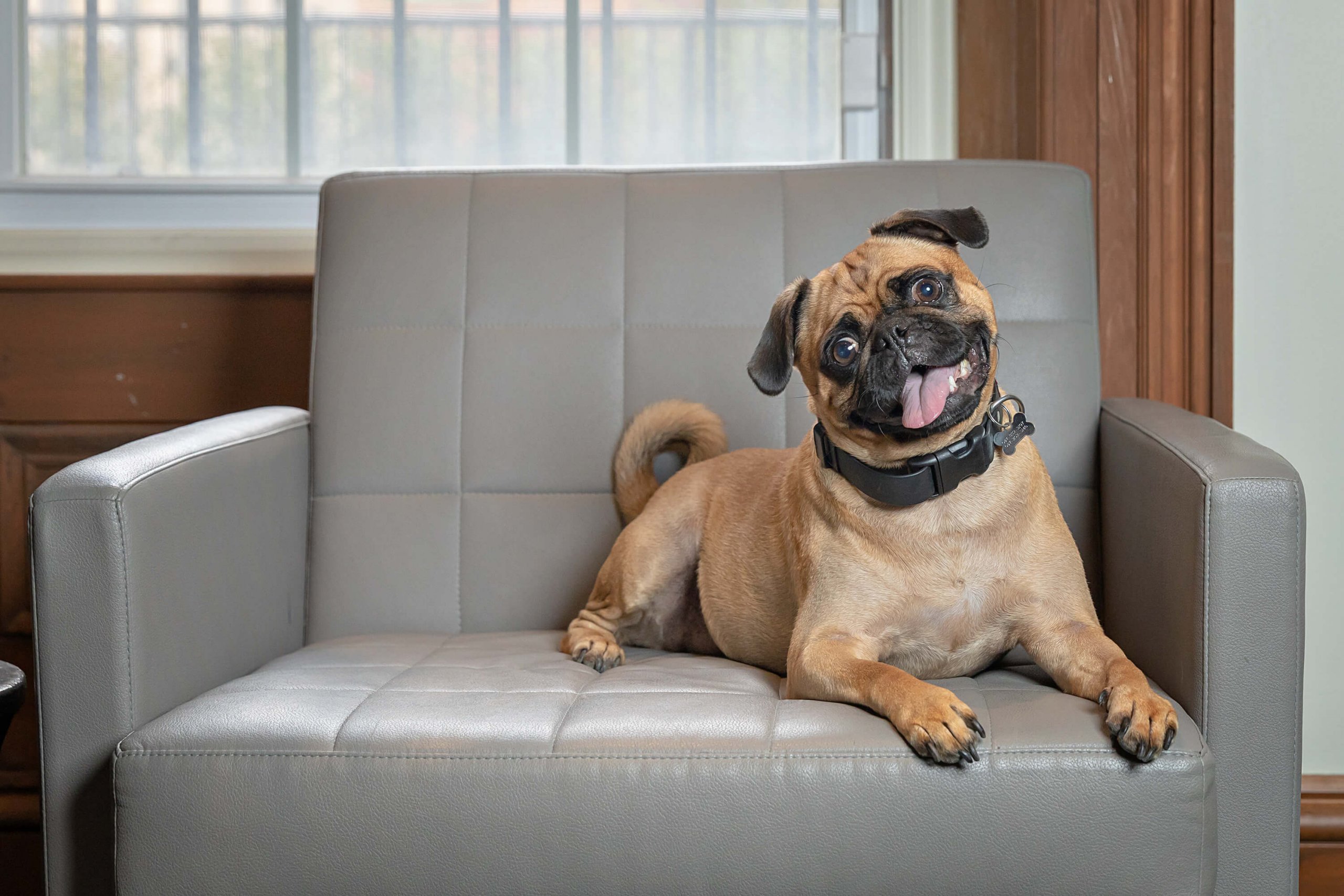 pug on office chair at myplanet