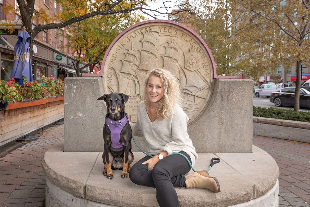 pug dog in Toronto office