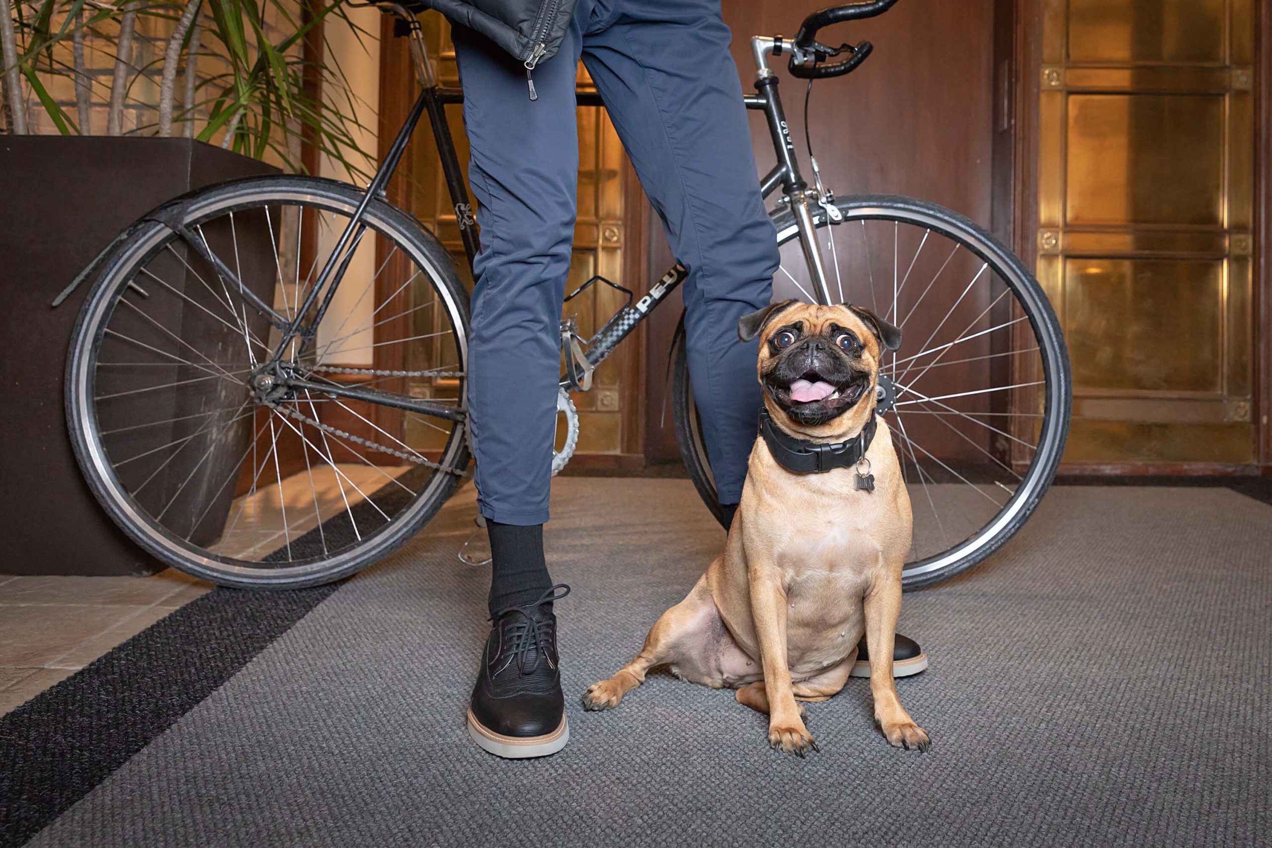 pomeranian dog in Toronto office