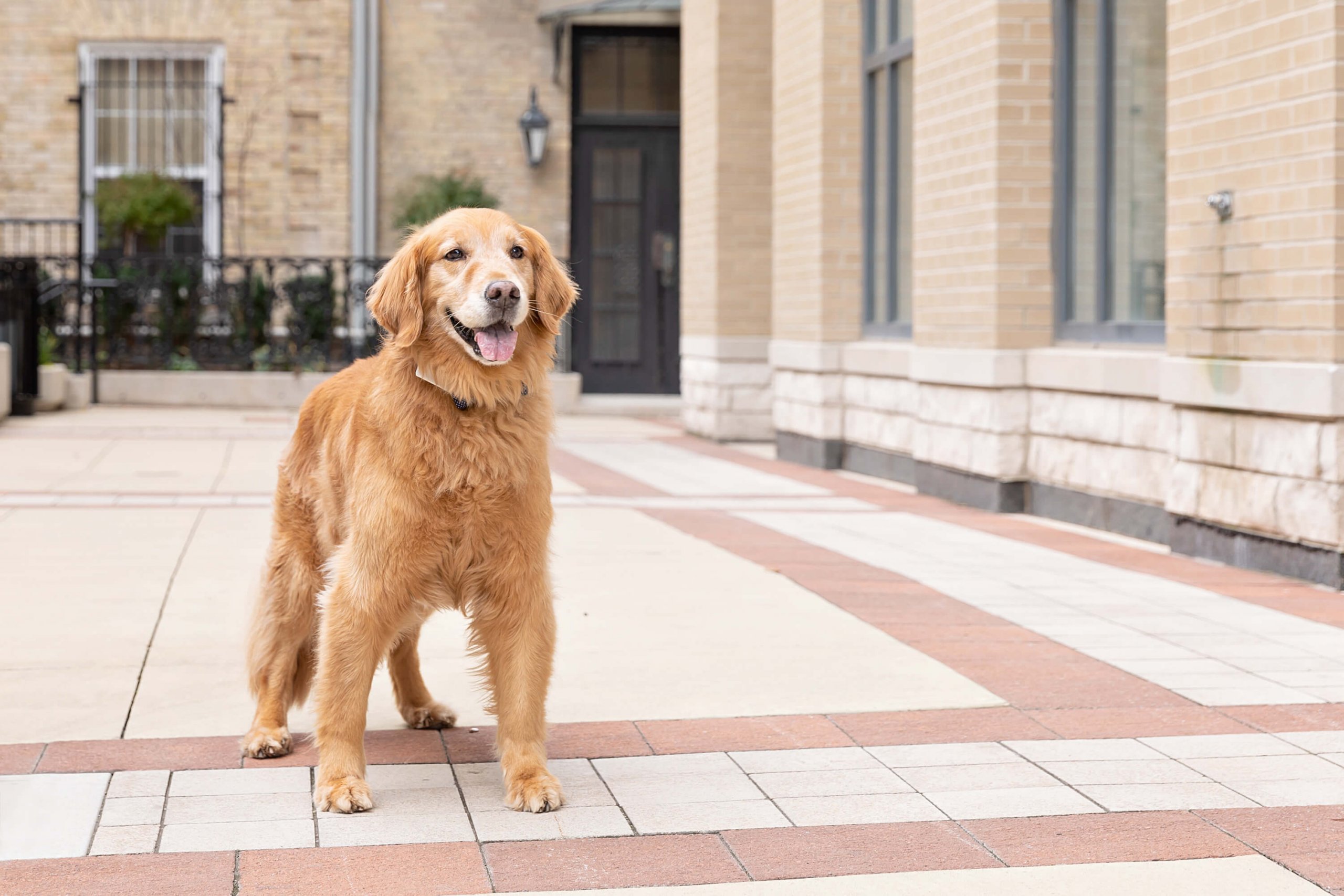 golden retriever in office courtyard