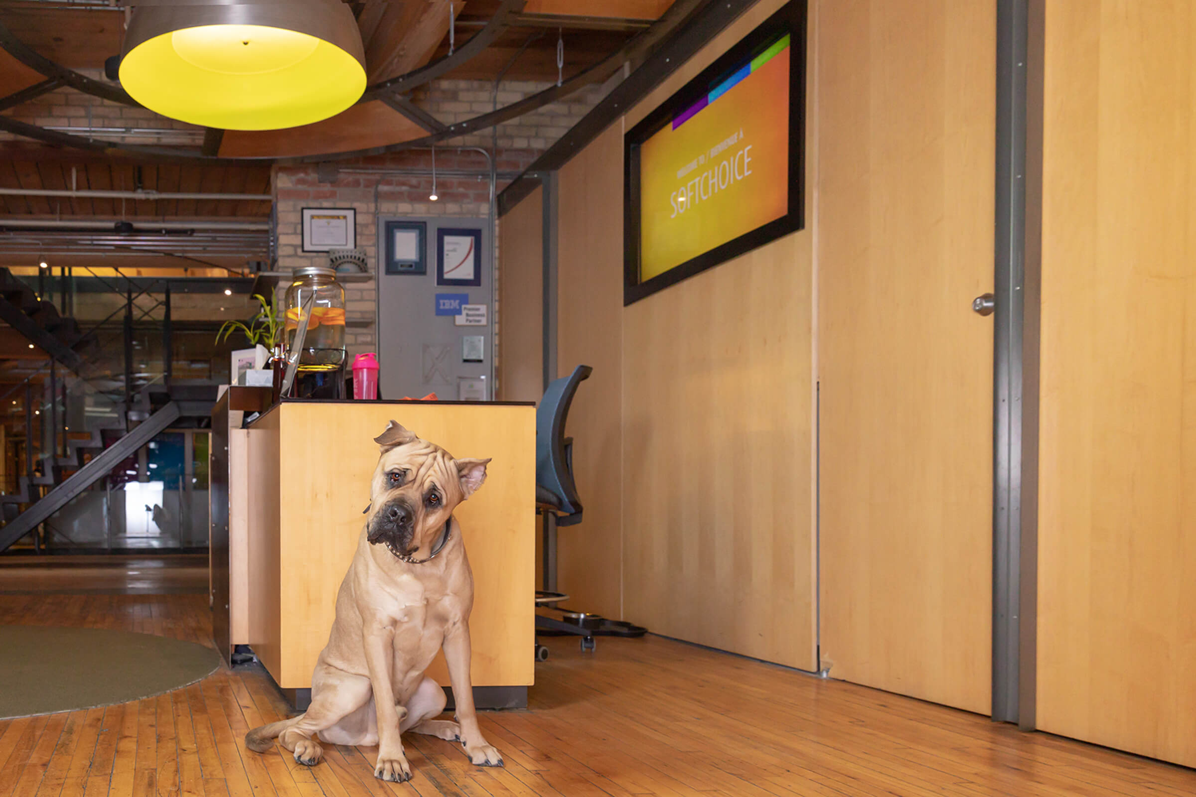 Presa Canario dog in Toronto office