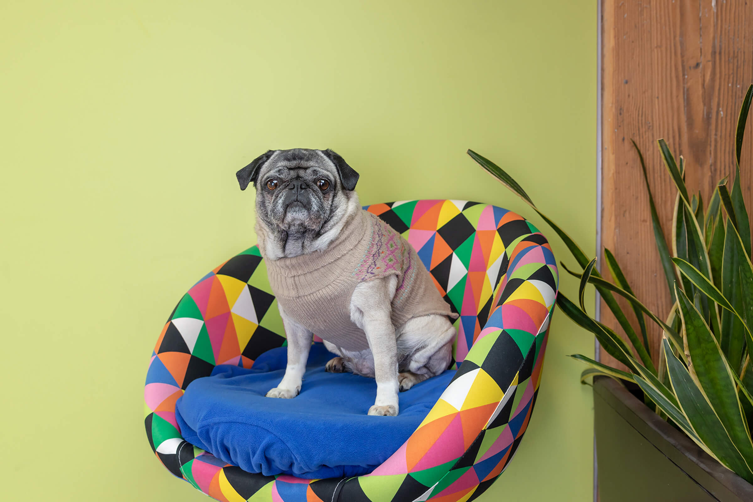 senior pug dog in Toronto office