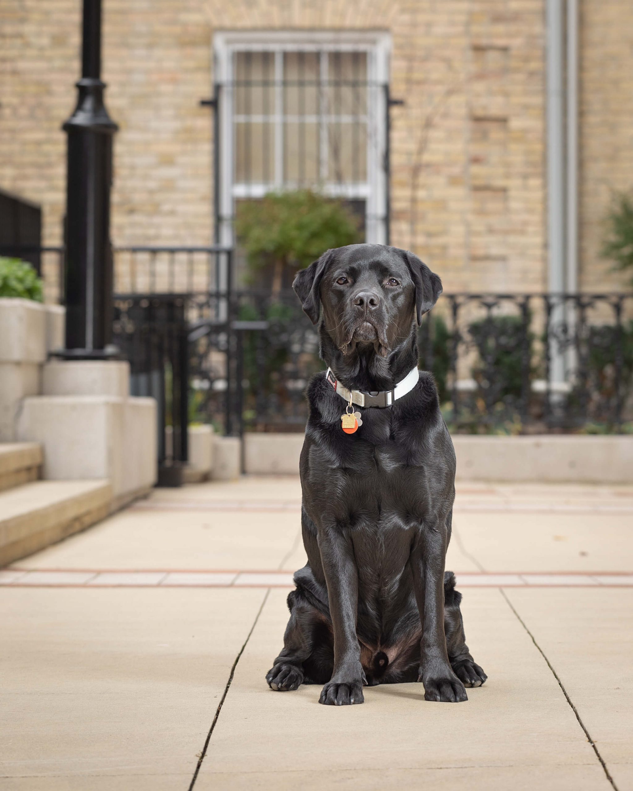 pug dog in Toronto office