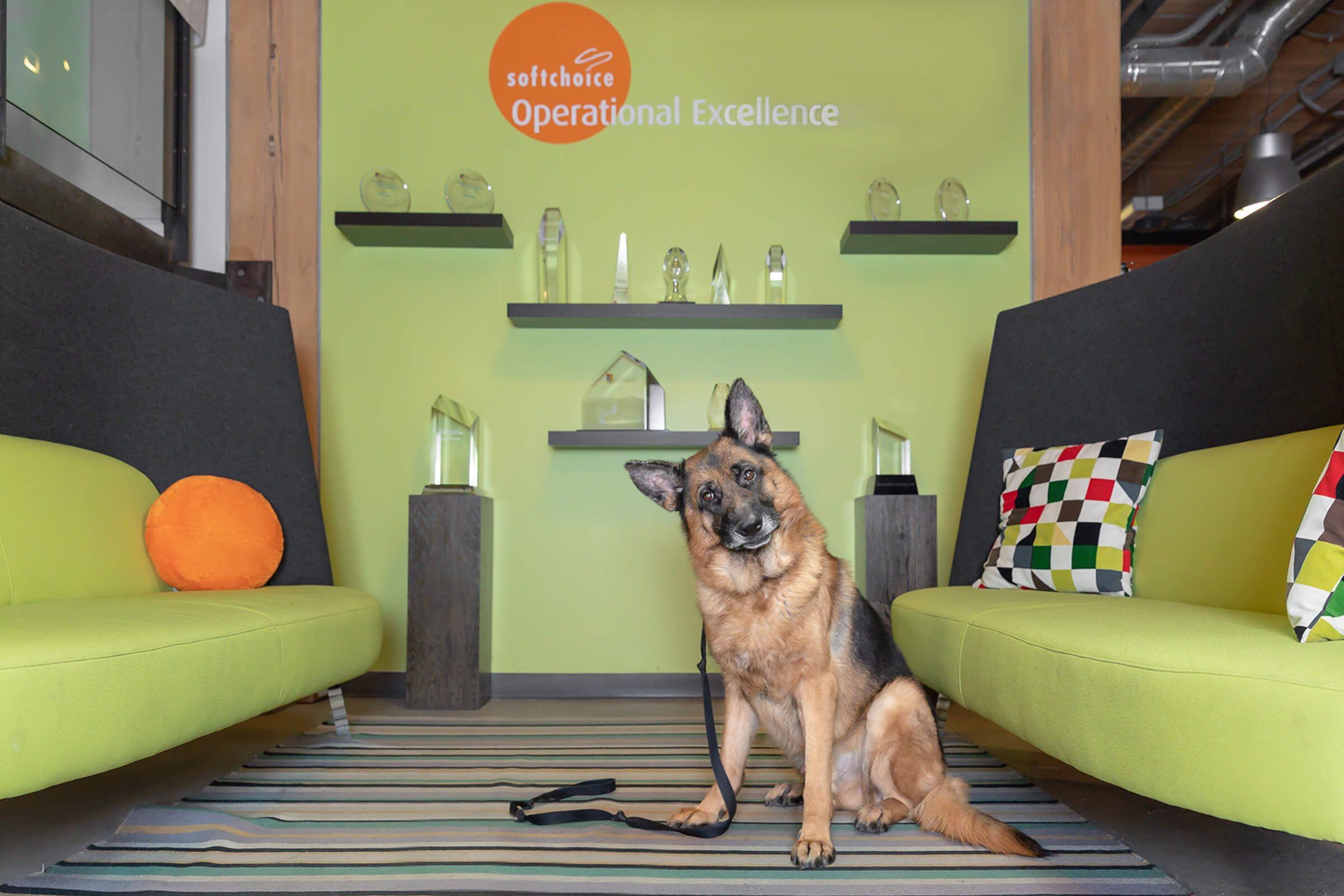 german shepherd dog in Toronto office