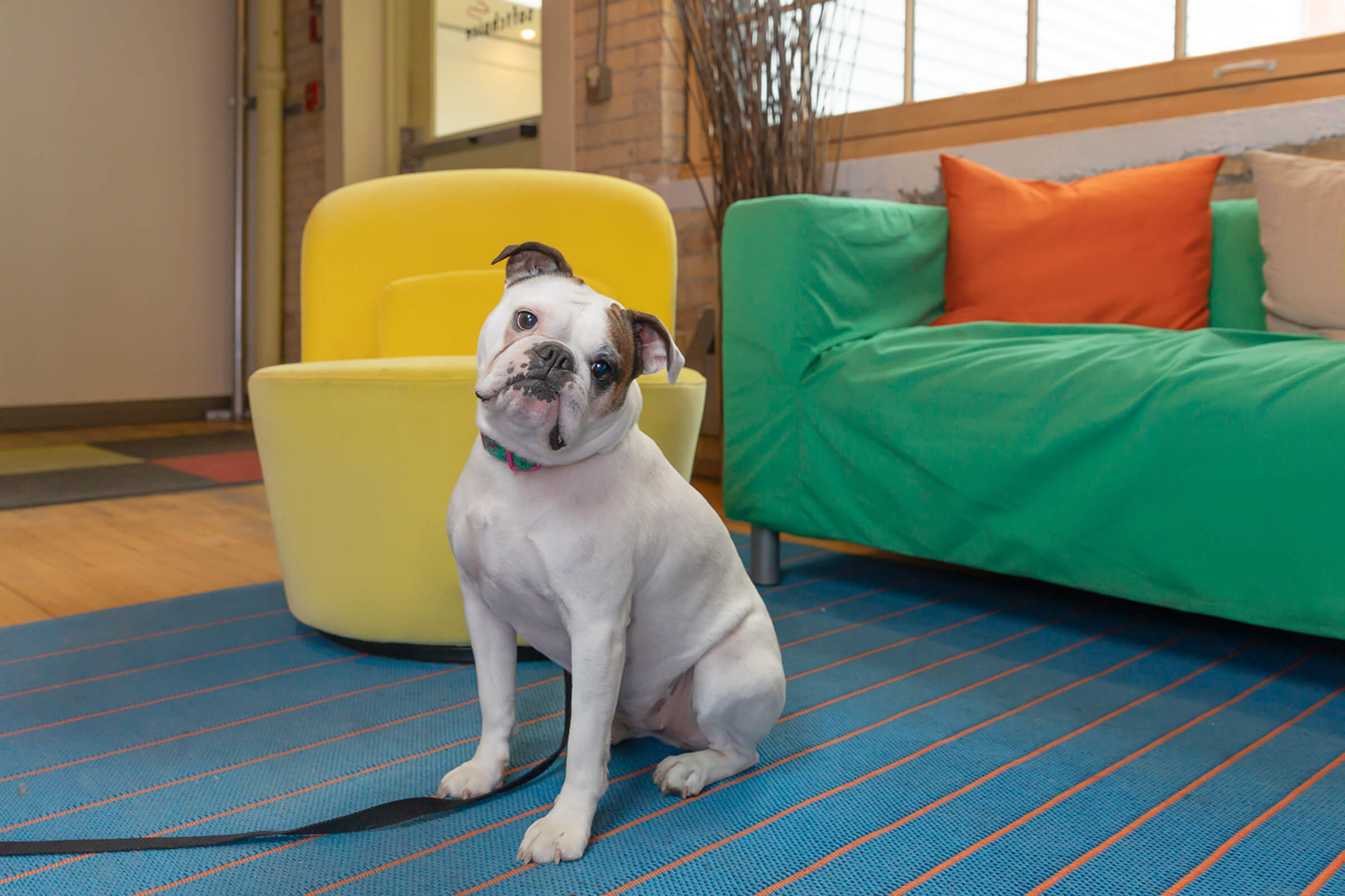 Boston bulldog in Toronto office