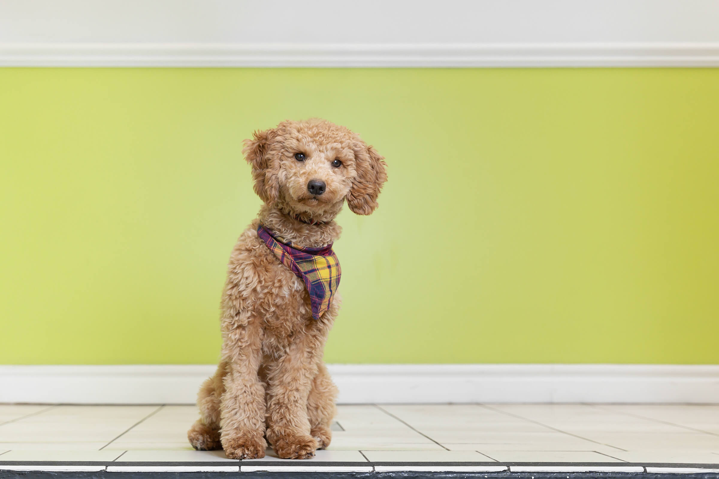 mini doodle in Toronto office with green wall