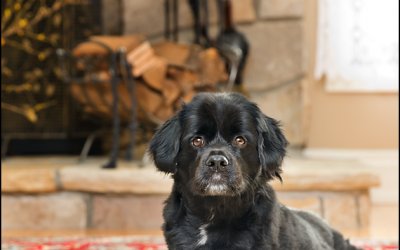Chubusz – Fun in the Snow! | Toronto Dog Photographer