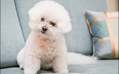 Lilly – Living the Good Life… | Markham Pet Photographer