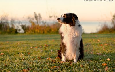 Moses – On The Beach | Canada Dog Photographer