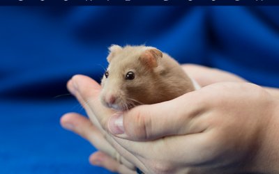 Adoptables – Toronto Animal Services | Pet Photographer in Ontario, Canada