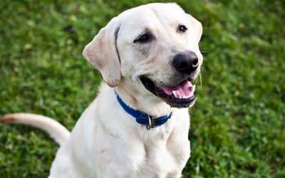 Adoptables – TAS North Region | Toronto Pet Photographer