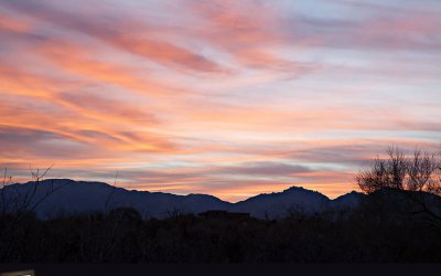 Birds Of A Different Feather… | Pet Photographer In The Southwest Part I