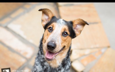 Adoptables – Toronto Animal Services | Dogs, Cats and…Pigs!