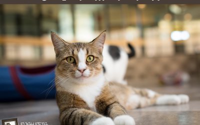 Adoptables – Toronto Animal Services | Furry Faces Available