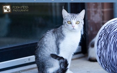 Adoptables – Toronto Animal Services | Pet Photography Toronto