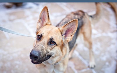 Adoptables – TAS North Region | Ontario Pet Photographer