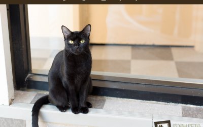 Adoptables – Toronto Animal Services | Toronto Pet Photographer