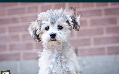 Adoptables – Toronto Animal Services | Fine Art Pet Photographer in Toronto