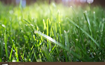 Project 52 – Summertime | Toronto Pet Photography