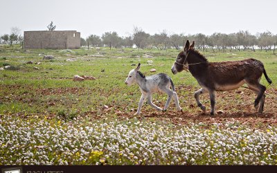 Visit to Jordan 2 | Toronto Pet Photographer