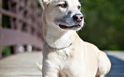 Project 52 – Bridges | Toronto Pet Photographer