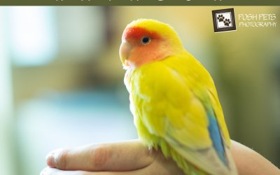 Adoptables – Toronto Animal Services | This week we have a bird…!