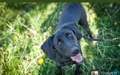 Adoptables – Toronto Animal Services | Lifestyle Pet Photographer