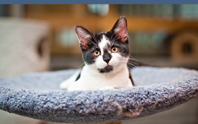 Adoptables – TAS North Region | Toronto Pet Photography