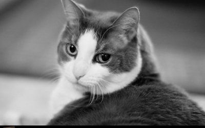 Project 52 – Black & White | Pet Portraits in Toronto