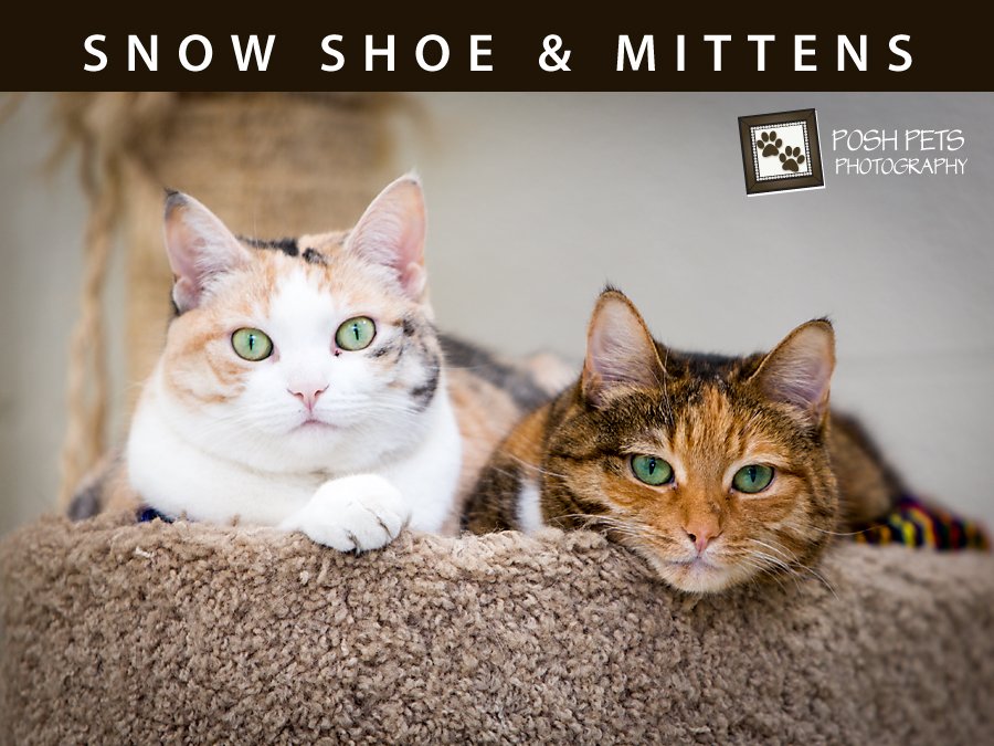 Two Beauties in Need of a Home | Cat Photography Toronto