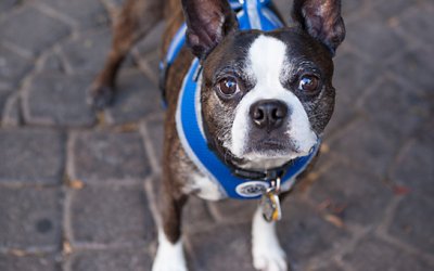 A Boston in Tel Aviv | International Pet Photographer
